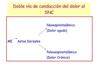 Doble vía de conducción del dolor al SNC Neoespinotalámico (Dolor agudo) ME Astas Dorsales Paleoespinotalámico (Dolor Crónico) 