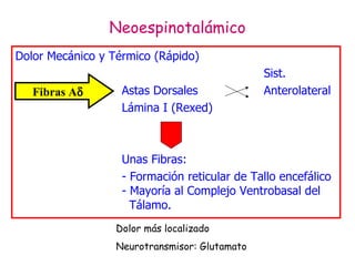 Neoespinotalámico Dolor Mecánico y Térmico (Rápido) Sist. Astas Dorsales Anterolateral Lámina I (Rexed) Unas Fibras: - Formación reticular de Tallo encefálico   - Mayoría al Complejo Ventrobasal del    Tálamo. Fibras A  Dolor más localizado Neurotransmisor: Glutamato 
