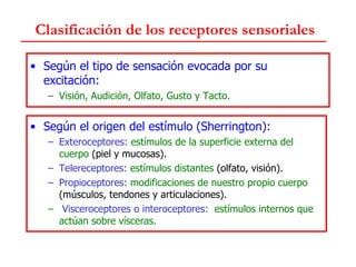 Clasificación de los receptores sensoriales Según el tipo de sensación evocada por su excitación: Visión, Audición, Olfato, Gusto y Tacto. Según el origen del estímulo (Sherrington): Exteroceptores:  estímulos de la superficie externa del cuerpo  (piel y mucosas). Telereceptores:  estímulos distantes  (olfato, visión). Propioceptores:  modificaciones de nuestro propio cuerpo  (músculos, tendones y articulaciones). Visceroceptores o interoceptores:   estímulos internos que actúan sobre vísceras. 