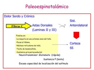 Paleoespinotalámico Dolor Sordo y Crónico Sist. Astas Dorsales Anterolateral (Laminas II y III) Corteza   SS  Fibras C Neurotransmisor: Glutamato  (rápida)   Sustancia P (lenta) Escasa capacidad de localización del estímulo Finaliza en: La mayoría en una extensa zona del tallo. Pocas al tálamo. Núcleos reticulares de tallo. Techo de mesencéfalo. Sustancia gris periacueductal. 