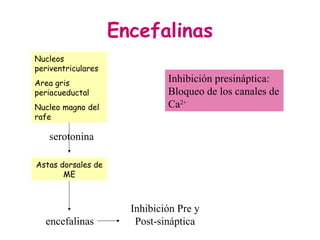 Encefalinas Nucleos periventriculares Area gris periacueductal Nucleo magno del rafe Astas dorsales de ME serotonina encefalinas Inhibición Pre y Post-sináptica Inhibición presináptica: Bloqueo de los canales de Ca 2+ 