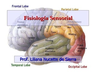 Fisiología Sensorial Prof. Liliana Nucette de Sierra 
