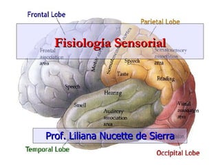 Fisiología Sensorial Prof. Liliana Nucette de Sierra 
