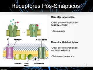 Receptores Pós-Sinápticos
12
Receptor Ionotrópico
-O NT abre o canal iônico
DIRETAMENTE
-Efeito rápido
Receptor Metabotrópico
-O NT abre o canal iônico
INDIRETAMENTE
-Efeito mais demorado
 