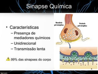 Sinapse Química
• Características
– Presença de
mediadores químicos
– Unidirecional
– Transmissão lenta
99% das sinapses do corpo
6
 