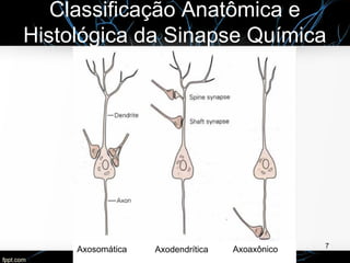 Classificação Anatômica e
Histológica da Sinapse Química
7
AxodendríticaAxosomática Axoaxônico
 