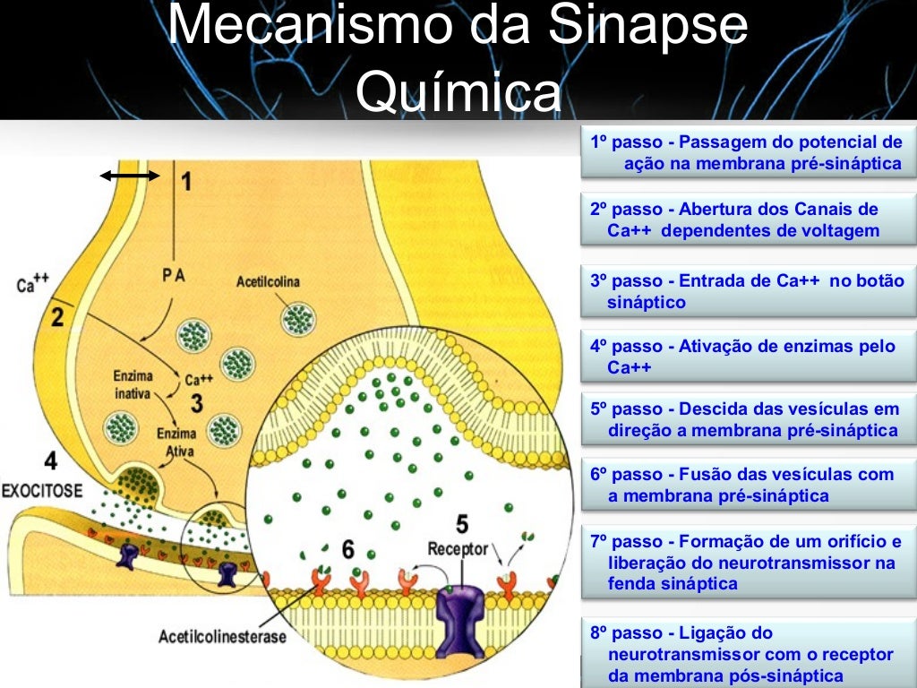 A Transmissao Sinaptica E Um Tipo De Sinalização