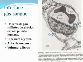 Interface gás-sangueHá cerca de 300 milhões de alvéolos em um pulmão humano.Espessura 0,3 mm.Aréa: 85 metros 2Volume: 4 litros