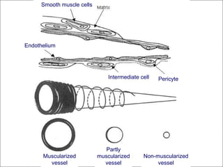 Smooth muscle cellsEndotheliumIntermediate cellPericytePartlymuscularizedvesselMuscularizedvesselNon-muscularizedvessel
