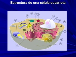 Estructura de una célula eucariota
 