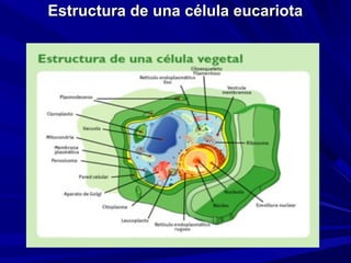 Estructura de una célula eucariota
 