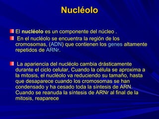 Nucléolo

El nucléolo es un componente del núcleo .
 En el nucléolo se encuentra la región de los
cromosomas, (ADN) que contienen los genes altamente
repetidos de ARNr.

 La apariencia del nucléolo cambia drásticamente
durante el ciclo celular, Cuando la célula se aproxima a
la mitosis, el nucléolo va reduciendo su tamaño, hasta
que desaparece cuando los cromosomas se han
condensado y ha cesado toda la síntesis de ARN.
Cuando se reanuda la síntesis de ARNr al final de la
mitosis, reaparece
 