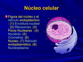 Núcleo celular
Figura del núcleo y el
retículo endoplásmico
: (1) Envoltura nuclear
. (2) Ribosomas. (3)
Poros Nucleares . (4)
Nucléolo. (5)
Cromatina. (6)
Núcleo. (7) Retículo
endoplasmático. (8)
Nucleoplasma
 