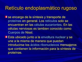 Retículo endoplasmático rugoso
 se encarga de la síntesis y transporte de
 proteínas en general. Los retículos solo se
 encuentran en las células eucariontes. En las
 células nerviosas es tambien conocido como
 Cuerpos de Nissl.
 Esta ubicado junto a la envoltura nuclear y se
 une a la misma de manera que puedan
 introducirse los ácidos ribonucleicos mensajeros
 que contienen la información para la síntesis de
 proteínas.
 