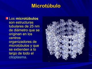 Microtúbulo

Los microtúbulos
son estructuras
tubulares de 25 nm
de diámetro que se
originan en los
centros
organizadores de
microtúbulos y que
se extienden a lo
largo de todo el
citoplasma.
 