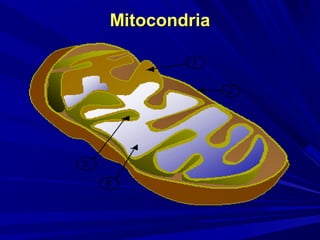 Mitocondria
 