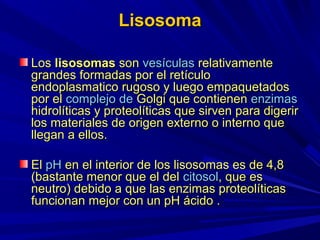 Lisosoma

Los lisosomas son vesículas relativamente
grandes formadas por el retículo
endoplasmatico rugoso y luego empaquetados
por el complejo de Golgi que contienen enzimas
hidrolíticas y proteolíticas que sirven para digerir
los materiales de origen externo o interno que
llegan a ellos.

El pH en el interior de los lisosomas es de 4,8
(bastante menor que el del citosol, que es
neutro) debido a que las enzimas proteolíticas
funcionan mejor con un pH ácido .
 