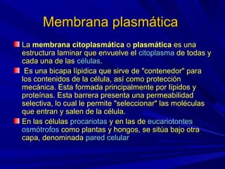 Membrana plasmática
La membrana citoplasmática o plasmática es una
estructura laminar que envuelve el citoplasma de todas y
cada una de las células.
 Es una bicapa lípidica que sirve de "contenedor" para
los contenidos de la célula, así como protección
mecánica. Esta formada principalmente por lípidos y
proteínas. Esta barrera presenta una permeabilidad
selectiva, lo cual le permite "seleccionar" las moléculas
que entran y salen de la célula.
En las células procariotas y en las de eucariotontes
osmótrofos como plantas y hongos, se sitúa bajo otra
capa, denominada pared celular
 
