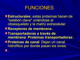 FUNCIONES
Estructurales: estas proteínas hacen de
"eslabón clave" uniéndose al
citoesqueleto y la matriz extracelular.
Receptores de membrana:.
Transportadoras a través de
membrana: Proteínas transportadoras:.
Proteínas de canal: Dejan un canal
hidrofílico por donde pasan los iones.
.
 