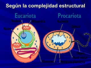 Según la complejidad estructural
 