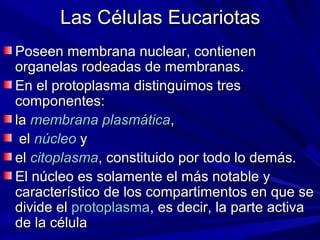 Las Células Eucariotas
Poseen membrana nuclear, contienen
organelas rodeadas de membranas.
En el protoplasma distinguimos tres
componentes:
la membrana plasmática,
 el núcleo y
el citoplasma, constituido por todo lo demás.
El núcleo es solamente el más notable y
característico de los compartimentos en que se
divide el protoplasma, es decir, la parte activa
de la célula
 