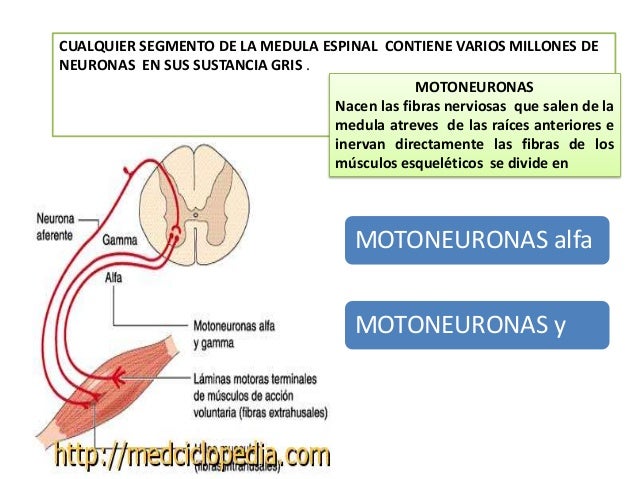 Fisiologia 2