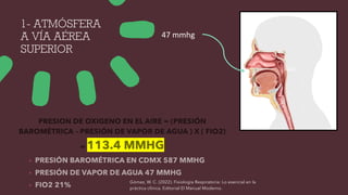 1- ATMÓSFERA
A VÍA AÉREA
SUPERIOR
Gómez, W. C. (2022). Fisiología Respiratoria: Lo esencial en la
práctica clínica. Editorial El Manual Moderno.
47 mmhg
•
•
•
 