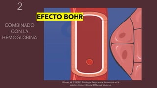 Gómez, W. C. (2022). Fisiología Respiratoria: Lo esencial en la
práctica clínica. Editorial El Manual Moderno.
EFECTO BOHR
 