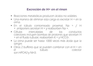 Protones Riñon Fisiologia equilibrio Acido-base | PDF