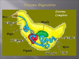 Sistema Digestório Moela Fígado Papo Bico Reto Sistema Completo 