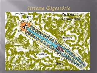 Sistema Digestório Boca Sistema Incompleto 