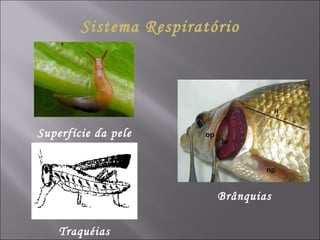 Sistema Respiratório Superfície da pele Traquéias Brânquias 