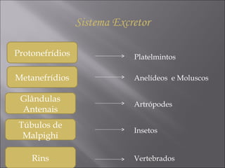 Protonefrídios Platelmintos Metanefrídios Glândulas Antenais Túbulos de Malpighi Rins Anelídeos  e Moluscos Artrópodes Insetos Vertebrados Sistema Excretor 