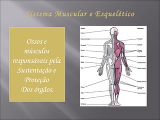 Sistema Muscular e Esquelético Ossos e  músculos  responsáveis pela  Sustentação e  Proteção  Dos órgãos. 