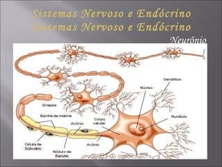 Sistemas Nervoso e Endócrino Sistemas Nervoso e Endócrino Neurônio 