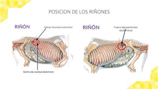 FISIOLOGIA ANIMAL - APARATO RENAL MAMIFEROS.pptx