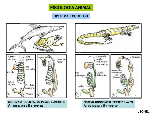 Fisiologia animal comparada (versão para aula)