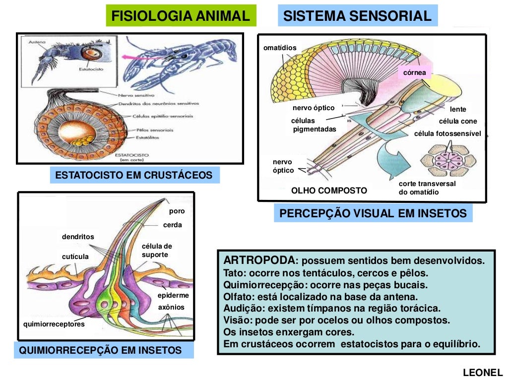 Fisiologia Animal