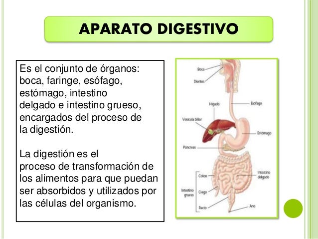 Por eso nunca va a higado metabolismo