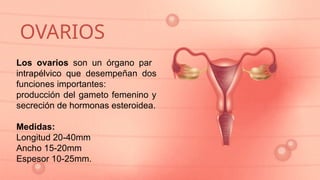 fisiologia aparato reproductor femenino_123121.pptx