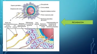 Comprehensive Overview of Embryonic Development and Implantation ...