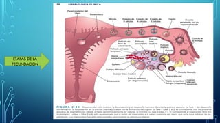 Comprehensive Overview of Embryonic Development and Implantation ...