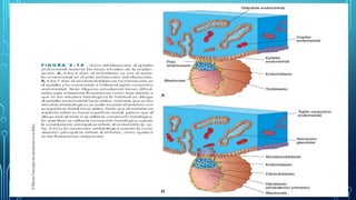 Comprehensive Overview of Embryonic Development and Implantation ...