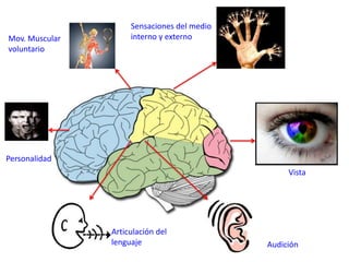 Sensaciones del medio
Mov. Muscular        interno y externo
voluntario




Personalidad
                                                  Vista




                Articulación del
                lenguaje                     Audición
 