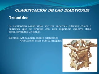 CLASIFICACION DE LAS SINDESMOSISDiartroanfiartrosisEs un tipo de articulación entre las diartrosis y las anfiartrosis.Se caracterizan por presentar una cavidad articular dentro de la cual se interconectan por fibrocartílago, pueden poseer cápsula articularSe le denominan también SINFISIS Ejemplo: Sínfisis Púbica