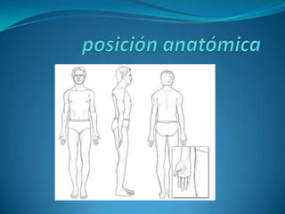 Se produce por ultrafiltración de la rica red vascular en el tejido sinovial, mientras que el ácido hialurónico, una mucoproteína, se segrega en el dializado por las células sinovialesTRAUMATOLOGIA Balibrea editorial Marban 2005