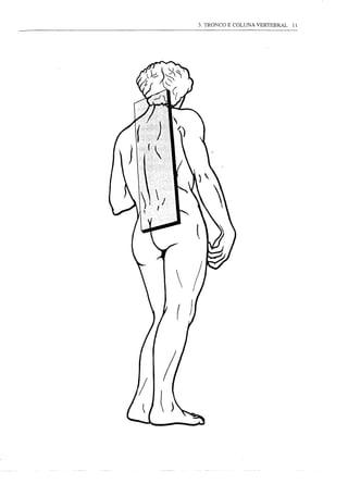 3. TRONCO E COLUNA VERTEBRAL   11
 