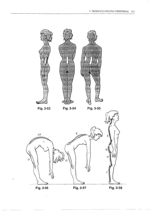3. TRONCO E COLUNA VERTEBRAL   113




 Fig.3-53   Fig.3-54         Fig.3-55




                                          T




Fig.3-56          Fig.3-57                    Fig.3-58
 