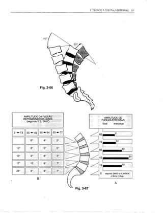 3. TRONCO E COLUNA VERTEBRAL         117




    Fig.3-66




                                    AMPLITUDE DE
                                  FLEXÃO-EXTENSÃO
                                   Total      Individual


                                                11


                                                 12

                                                         18




                                                         18


                                     segundo DAVID e ALBROOK
                                           J. Bone J. Surg.
B
                                                A

               Fig.3-67
 