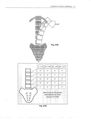 3. TRONCO E COLUNA VERTEBRAL   119




                 Fig.3-68




    AMPLITUDE    DE INCLINAÇÃO

      DEPENDENDO DA IDADE
        (segundo S.S: TANZ)




Fig.3-69
 